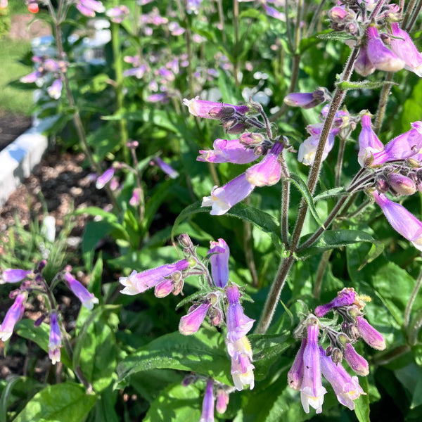 Penstemon hirsutus (Hairy Beardtongue)