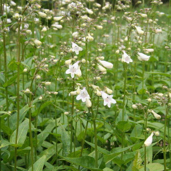 Penstemon digitalis (Foxglove Beardtongue)