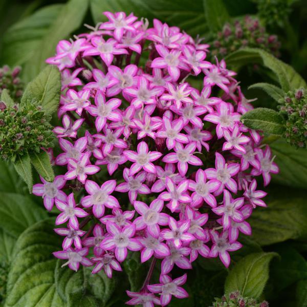 Pentas