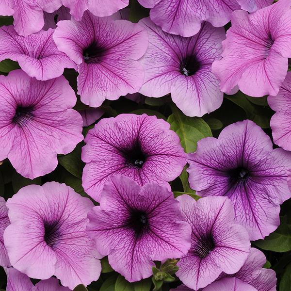 Petunia, Easy Wave