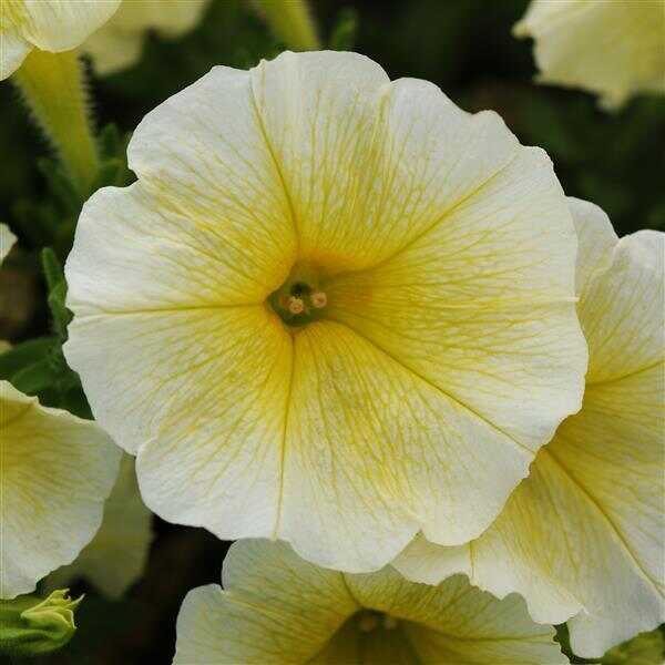 Petunia, Easy Wave