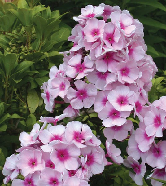 Phlox, upright