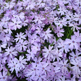 Phlox, creeping