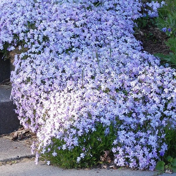 Phlox, creeping