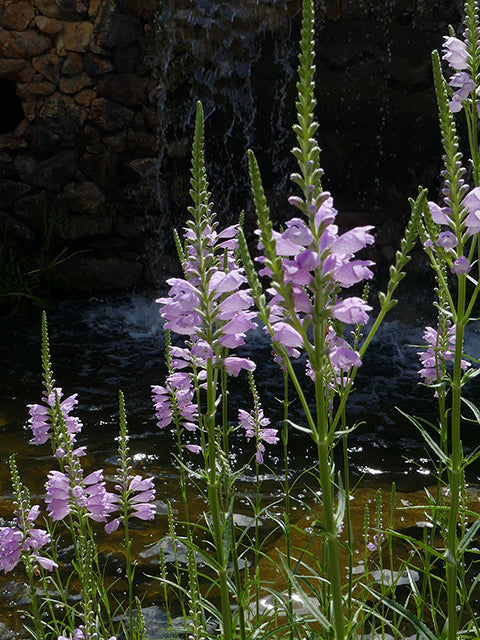 Physostegia virginiana (Virginia False Dragonhead)