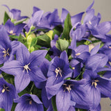 Platycodon (Balloon Flower)