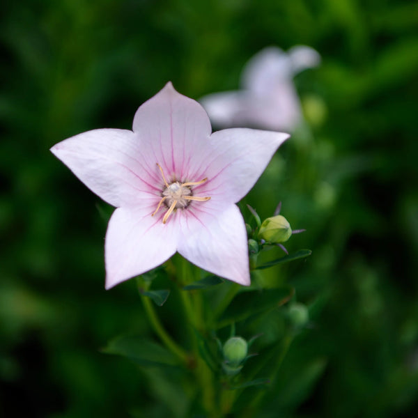 Platycodon (Balloon Flower)