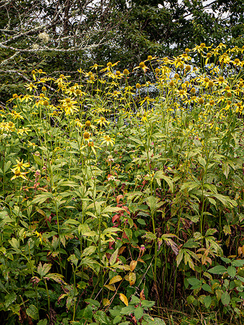 Rudbeckia laciniata (Cut-leaved Coneflower)