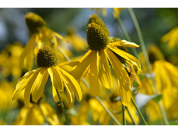 Rudbeckia laciniata (Cut-leaved Coneflower)