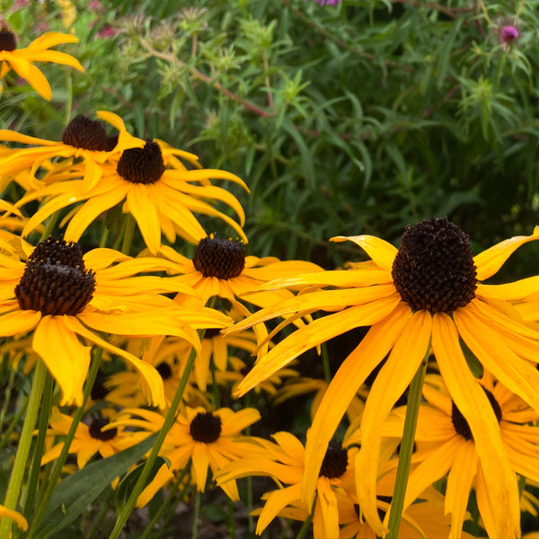 Rudbeckia (Brown-Eyed Susan)