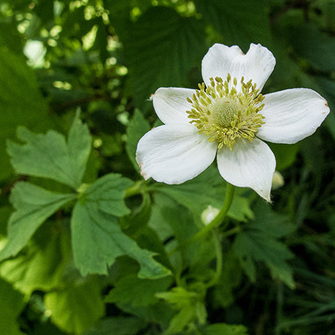 a five-petaled white anemone flower with chartreuse centre and spring green foliage