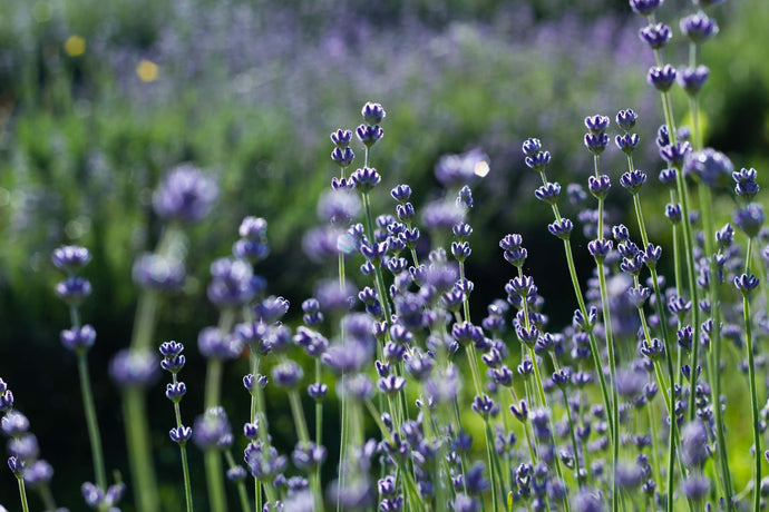 Seasonal Lavender Plant Care: Spring – Seafoam Lavender