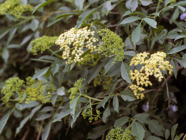 Sambucus canadensis (Common Elderberry)