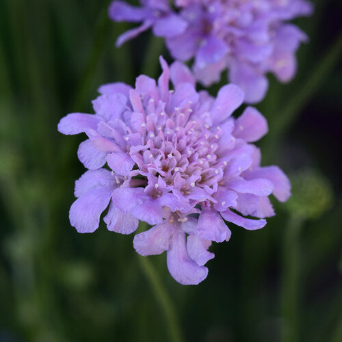 Scabiosa (Perennial Pincushion Flower)