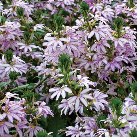 Scaevola (Fan Flower)