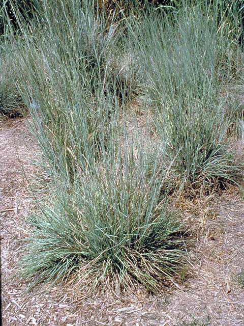 Schizachyrium scoparium (Little Bluestem)
