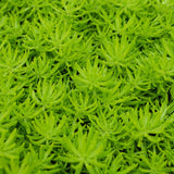 Sedum, Creeping