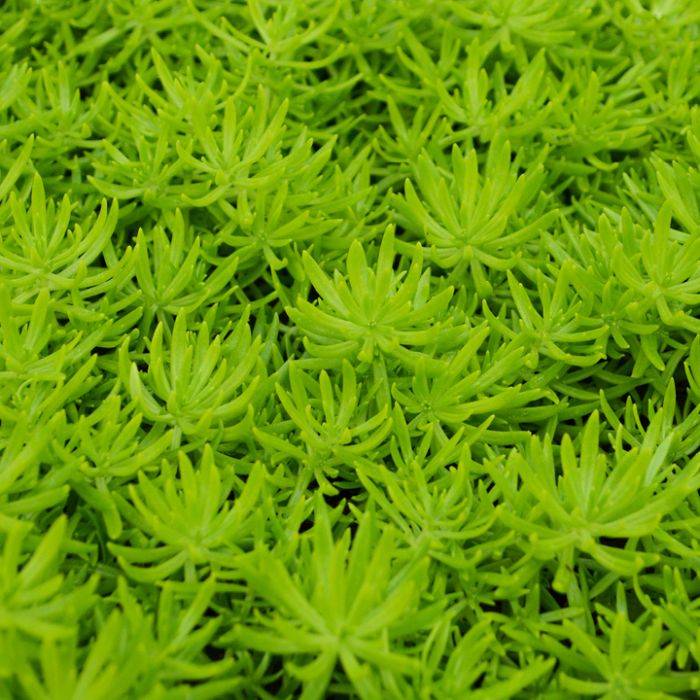 Creeping Sedum