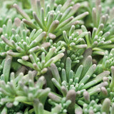 Sedum, Creeping