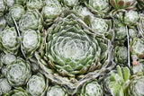 Sempervivum (Hen & Chicks)