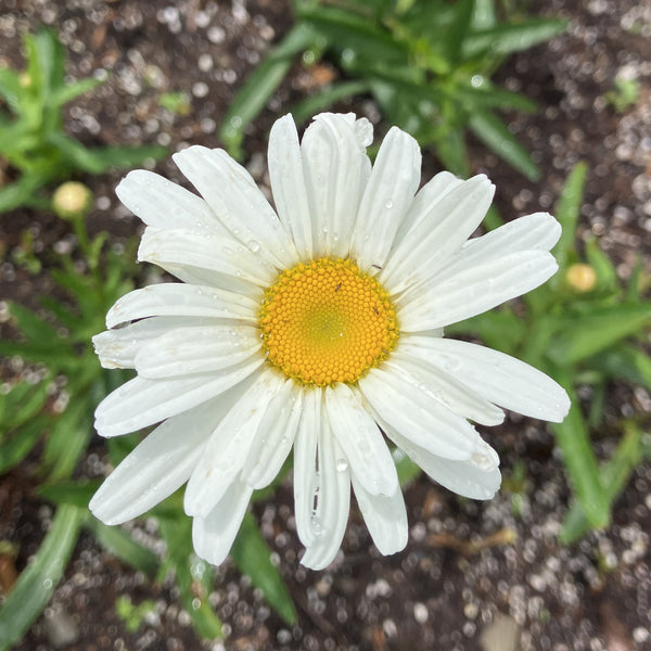 Shasta Daisy