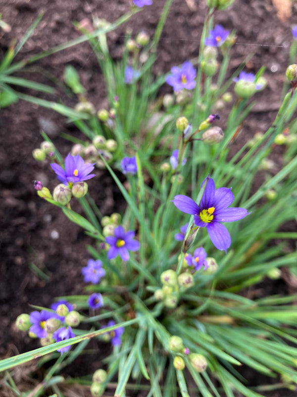 Sisyrinchium (Blue Eyed Grass)
