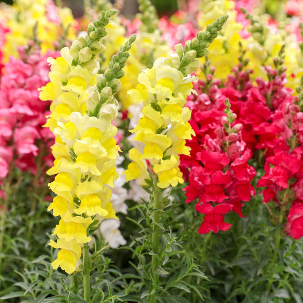 Snapdragons