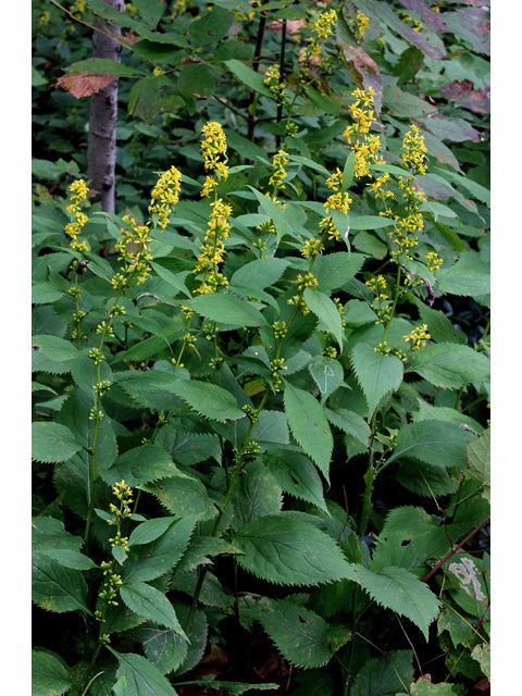 Solidago (Goldenrod)