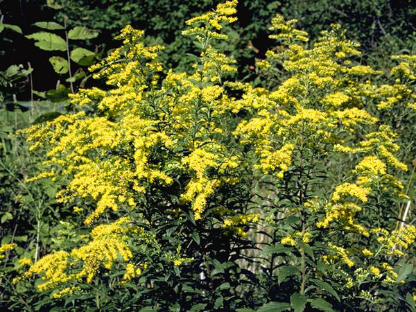 Solidago (Goldenrod)