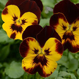 Pansy, Cool Wave