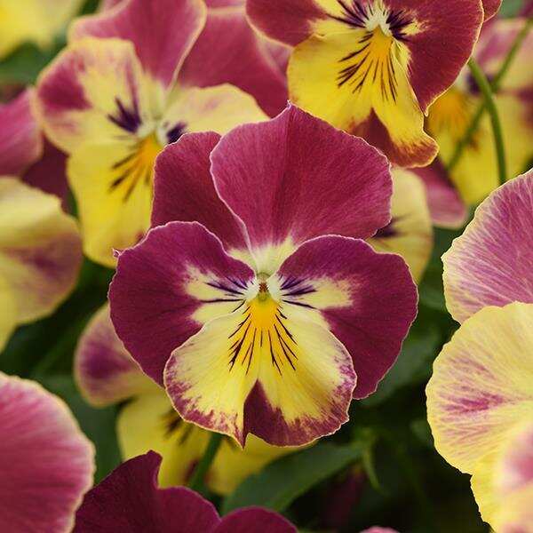 Pansy, Cool Wave