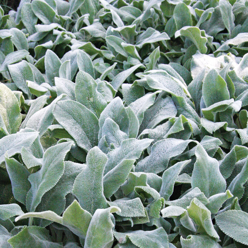 Stachys (Lamb’s Ears)