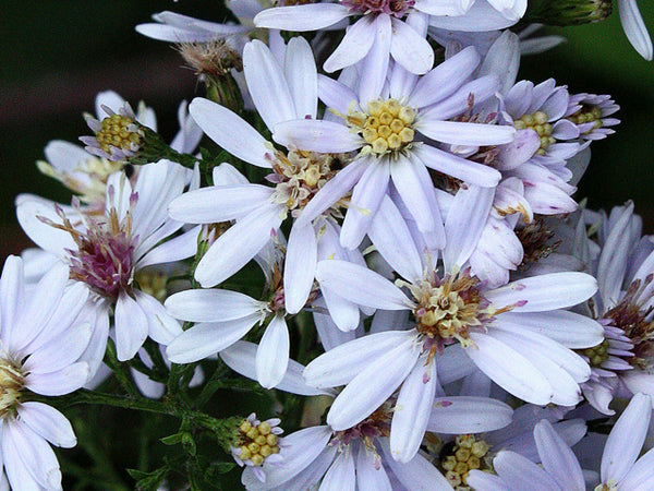 Symphyotrichum (Aster)