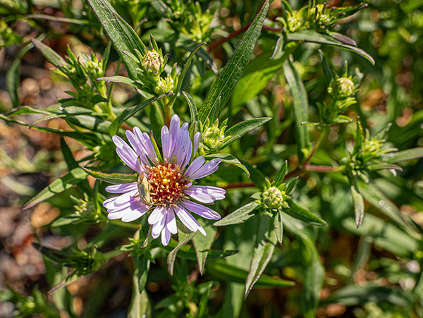 Symphyotrichum (Aster)