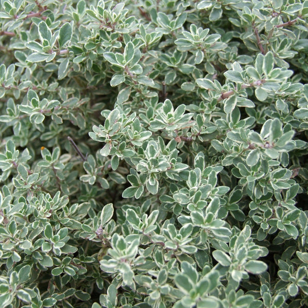 Silver-Edged Thyme