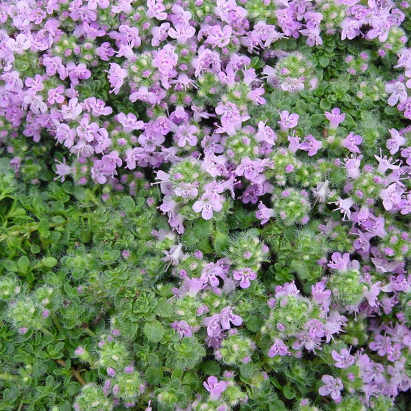 Thyme, creeping