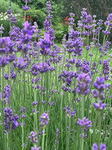 Lavender Plants 3.5"