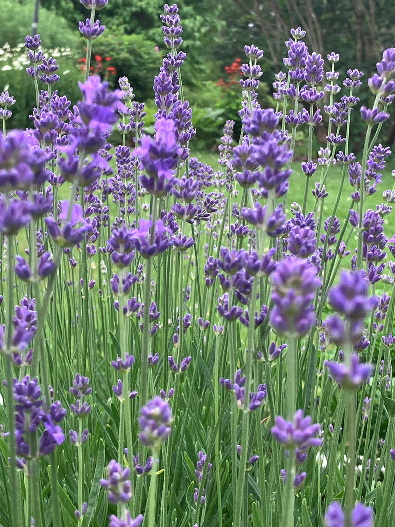 lavandin lavender plants for sale Lavender Plants 3.5" – Seafoam Lavender