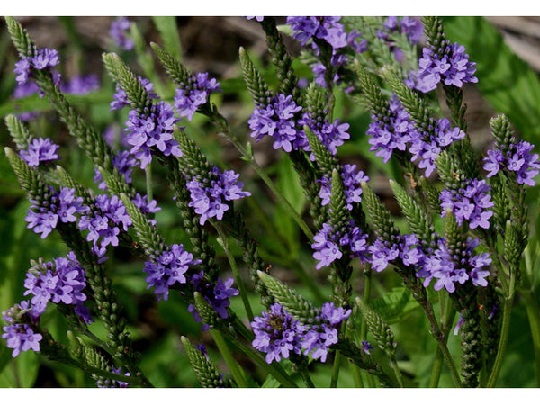 Verbena hastata (Blue Vervain)