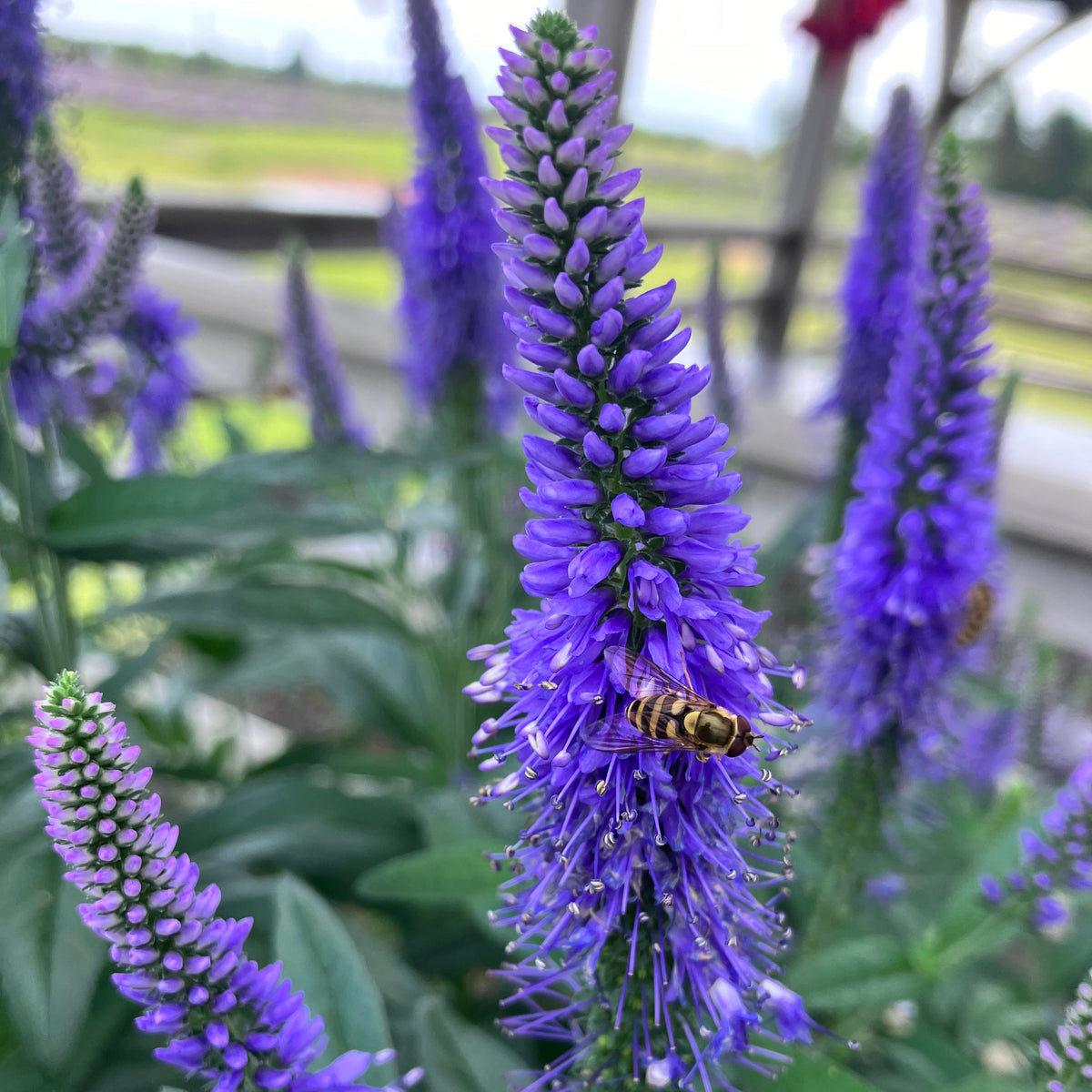 Plants & Seeds 2026 – Seafoam Lavender
