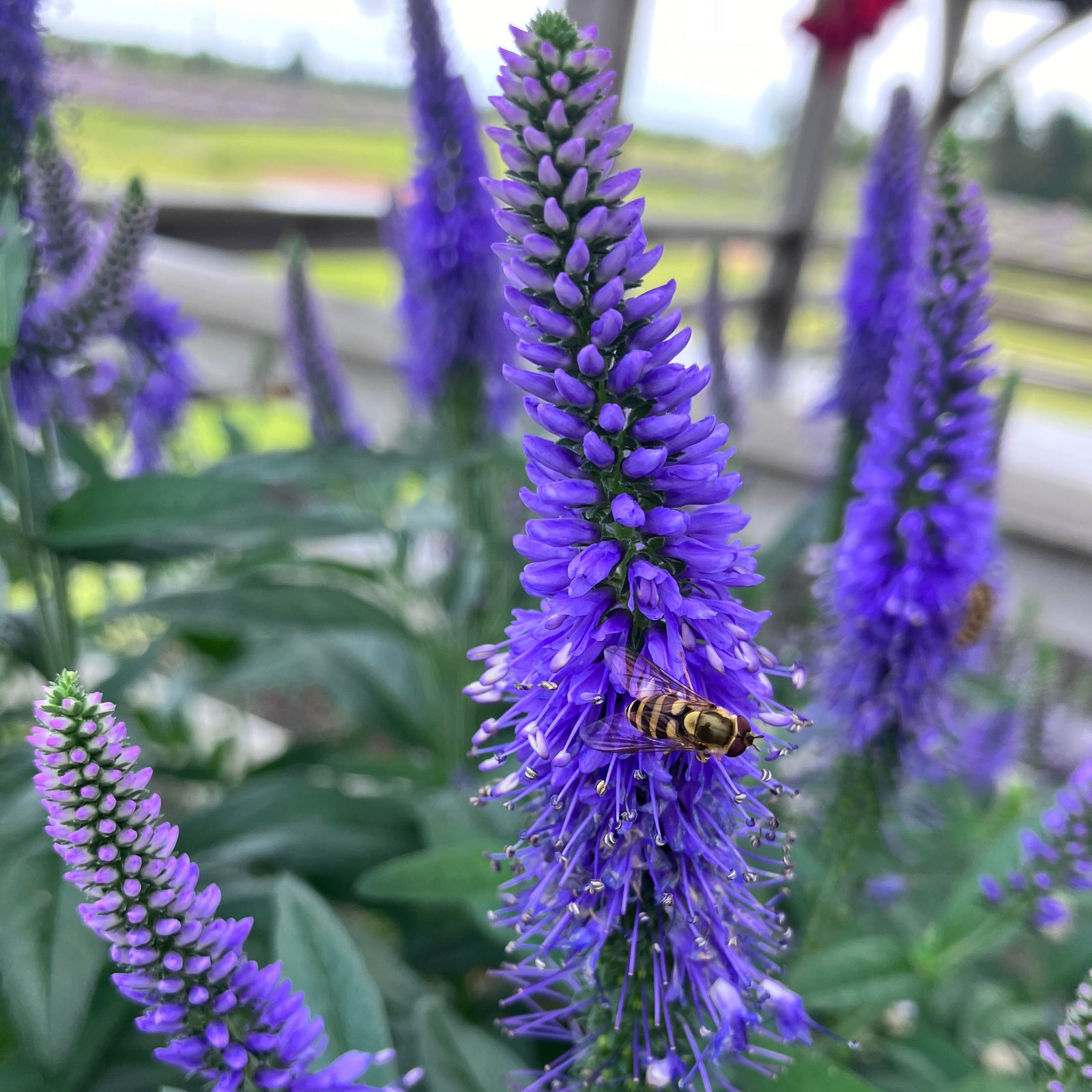 lavender veronica flower Veronica (Garden Speedwell) – Seafoam Lavender
