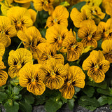 Viola