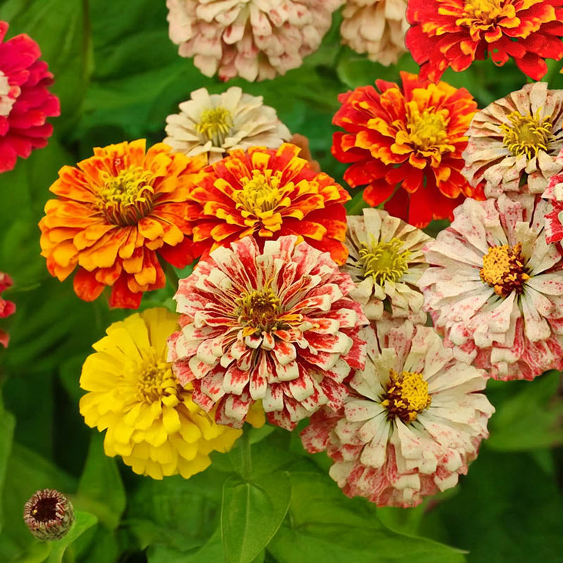 Zinnia