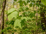 Striped Maple Seeds