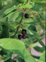 Saskatoon Berry Seeds