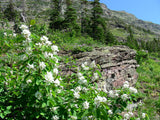 Saskatoon Berry Seeds