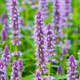 Anise Hyssop Seeds