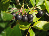 Black Chokeberry Seeds