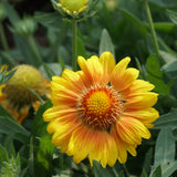 Blanketflower Seeds