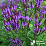 Blue Vervain Seeds